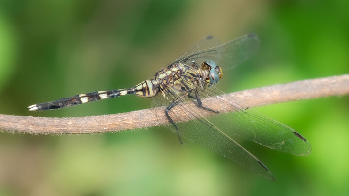 Orthetrum sp.