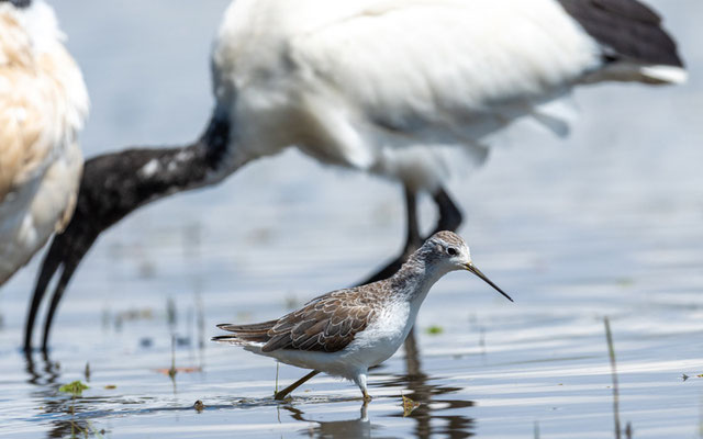 Marsh Sandpiper , Tringa stagnatilis