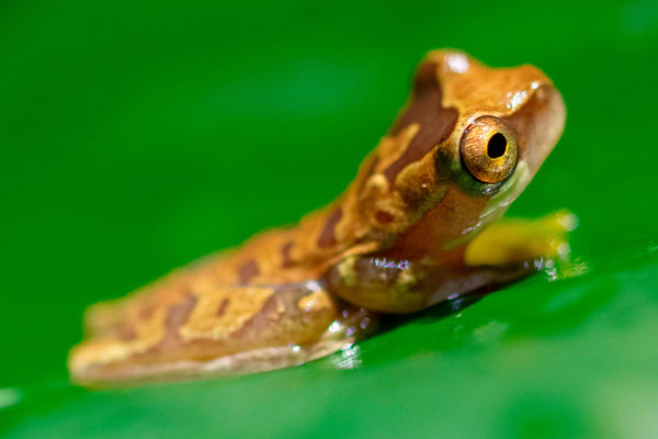 Hourglass treefrog, Dendropsophus ebraccatus