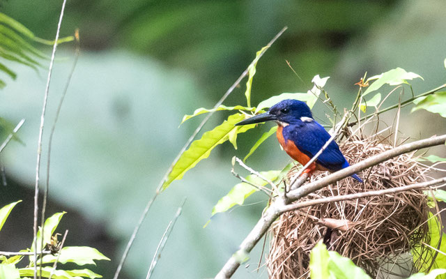 Martin-pêcheur azuré, Alcedo quadribrachy