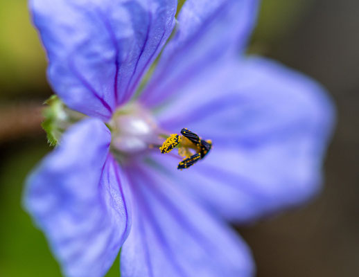 Géranium du Liban, Geranium libanoticum