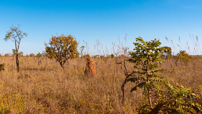 Paysage de savane typique du Cerrado