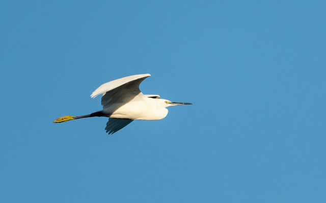 Aigrette garzette, Egretta garzetta