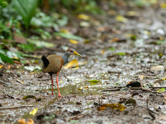 Râle de Cayenne, Aramides cajaneus