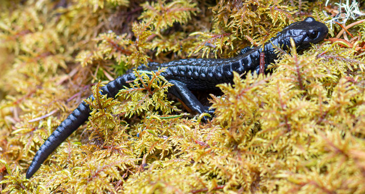 Alpine salamander, Salamandra atra. Kandersteg, Switzerland, spring2019