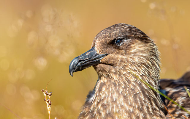  Portrait du Grand Labbe, Stercorarius skua