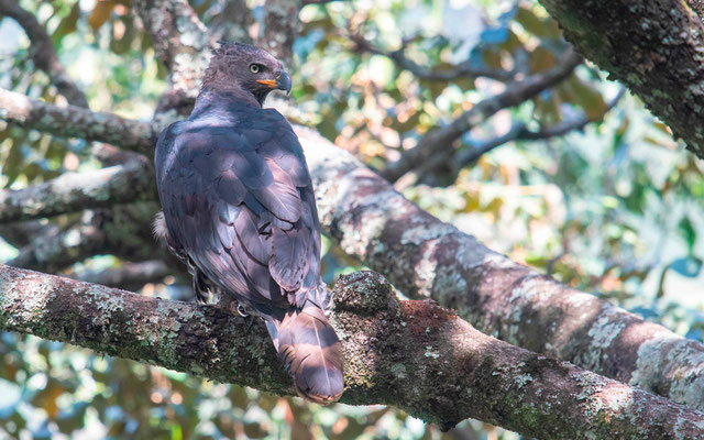 Aigle couronné, Stephanoaetus coronatus