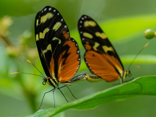 Heliconius ismenius clarescens