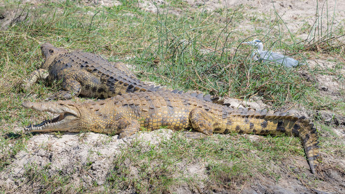 Crocodile du Nil, Crocodylus niloticus