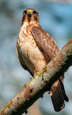 Petite buse, Buteo platypterus, Villa Lapas