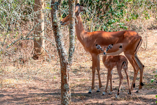 Impala, Aepyceros melampus