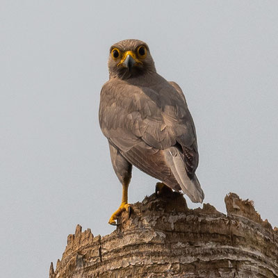  Faucon ardoisé, Falco ardosiaceus