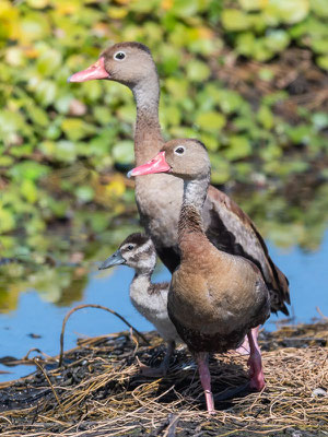 Famille de  Dendrocygne à ventre noir,  Dendrocygna autumnalis