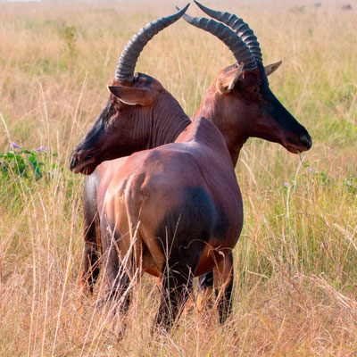 Le Damalisque ou Topi , Damaliscus korrigum