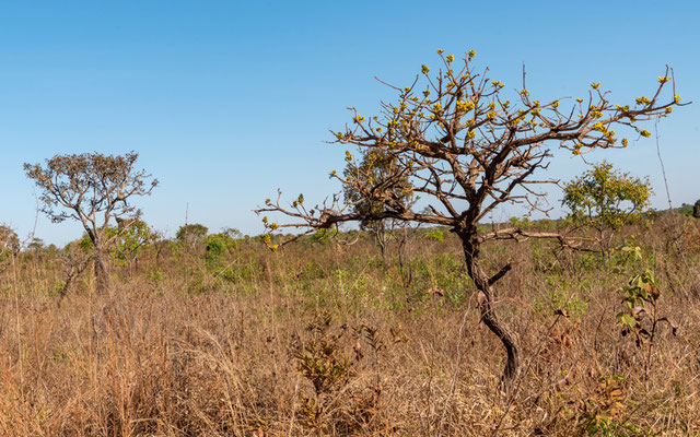 Typical Cerrado Savannah in Emas national park