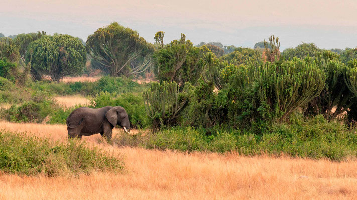 Elephant d'Afrique devant une "forêt" d'Euphorbia ingens qui arborise la savane et ferme le milieu.