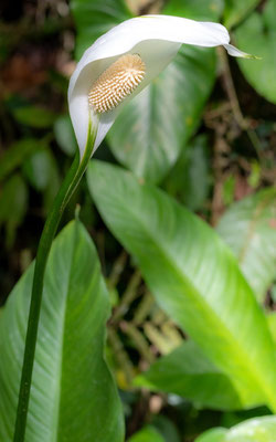 Spathiphyllum indéterminé