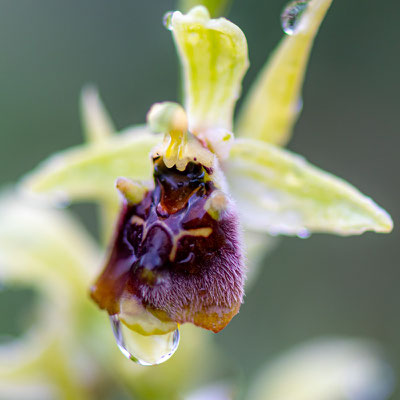 Ophrys fuciflora ssp. bornmuelleri