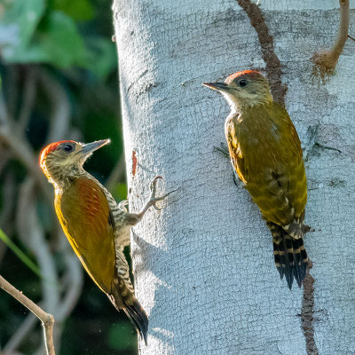 Red-stained Woodpecker, Dryobates affinis