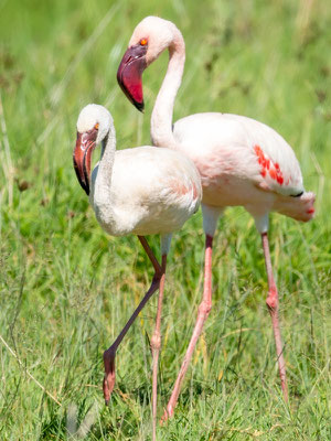 Lesser Flamingo,  Phoeniconaias minor