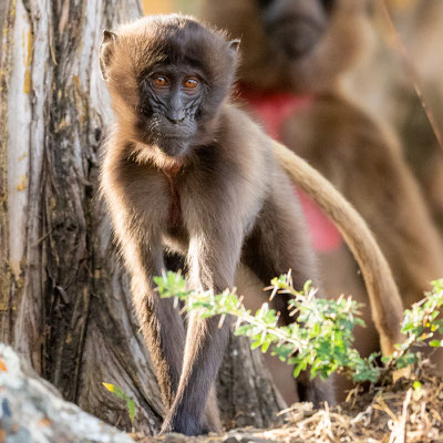 Gélada, Theropithecus gelada