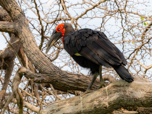 Bucorve du Sud, Bucorvus leadbeateri