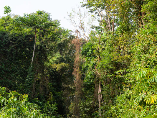 Forêt d'Atewa