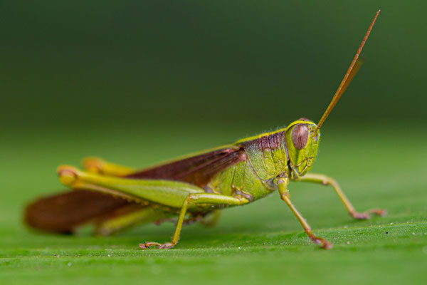 Undefined Grasshopper