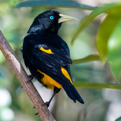 Yellow-rumped Caciquee, Cacicus cela