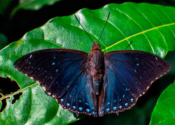 Charaxes numenes, Selimiki