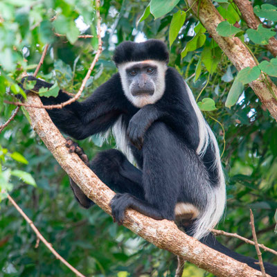 Colobe guéréza, Colobus guereza