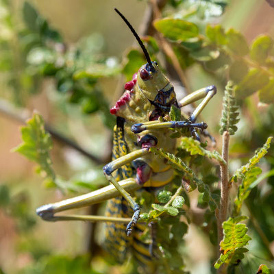 Phymateus sp.