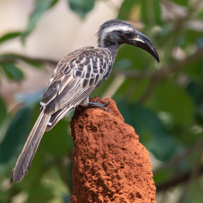  Calao à bec noir, Lophoceros nasutus