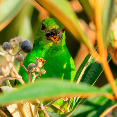 Green Honeycreeper, Chlorophanes spiza, female