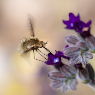 Mouche indeterminée sur fleur indéterminée