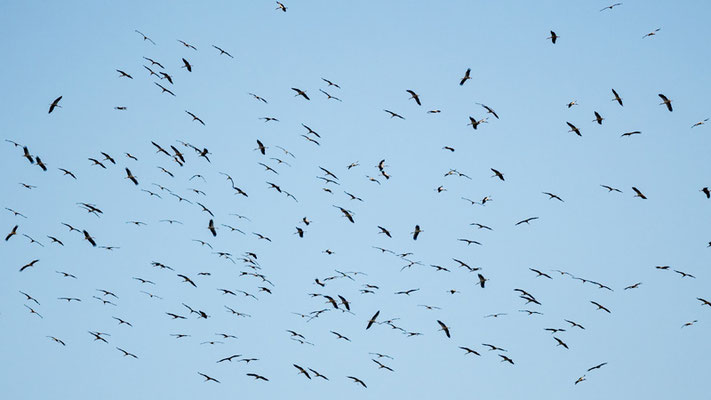 Cigogne blanche, Ciconia ciconia en migration active.