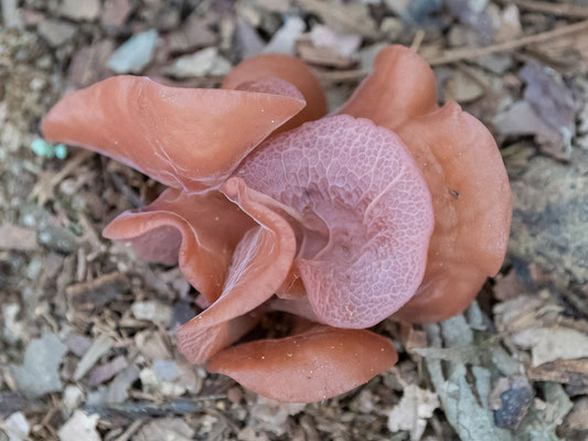 Auricularia sp