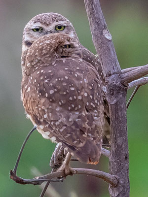 Burrowing Owl, Athene cunicularia. Pair