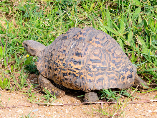 Tortue léopard, Stigmochelys pardalis