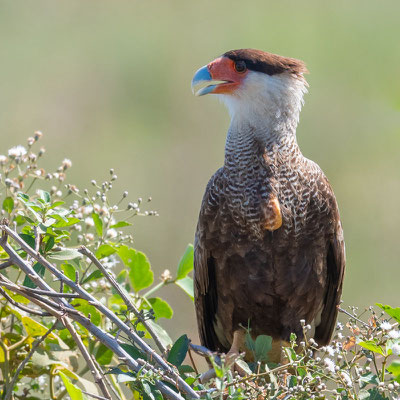  Caracara huppé, Caracara plancus 