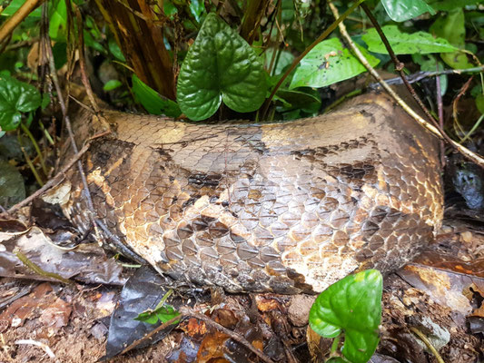 Vipère du Gabon de l'Ouest, Bitis rhinoceros. La taille du corps montre qu'elle a probablement ingéré un mammifère de taille moyenne.