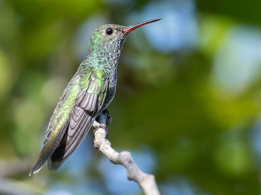 Ariane de Linné, Chionomesa fimbriata