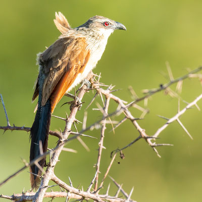 Coucal à sourcils blancs, Centropus superciliosus