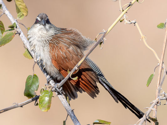 Coucal à sourcils blancs, Centropus superciliosus