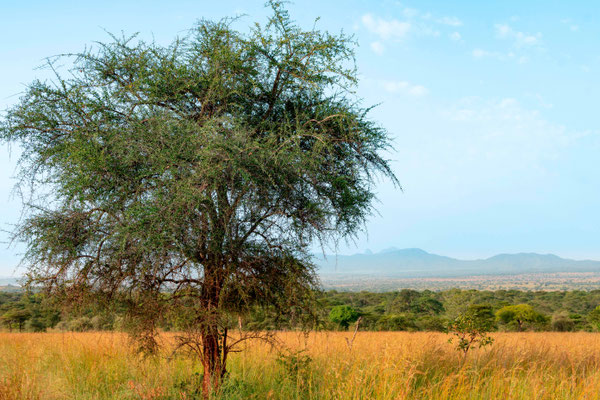 Vallée de Kidepo