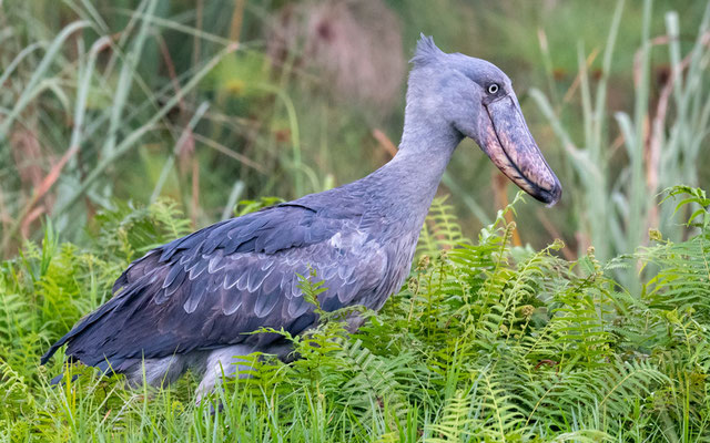 Bec-en-sabot du Nil, Balaeniceps rex