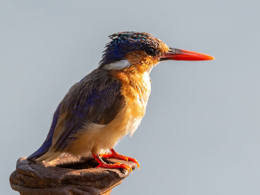 Martin-pêcheur huppé Corythornis cristatus