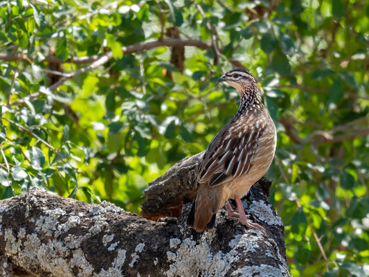 Francolin huppé, Dendroperdrix sephaena. Parc national d' Abijatta- Shalla