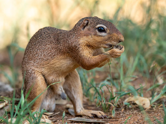 Ecureuil fouisseur africain, Xerus rutilus