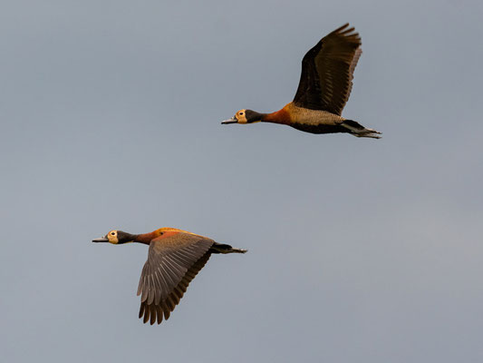 Dendrocygne veuf, Dendrocygna viduata